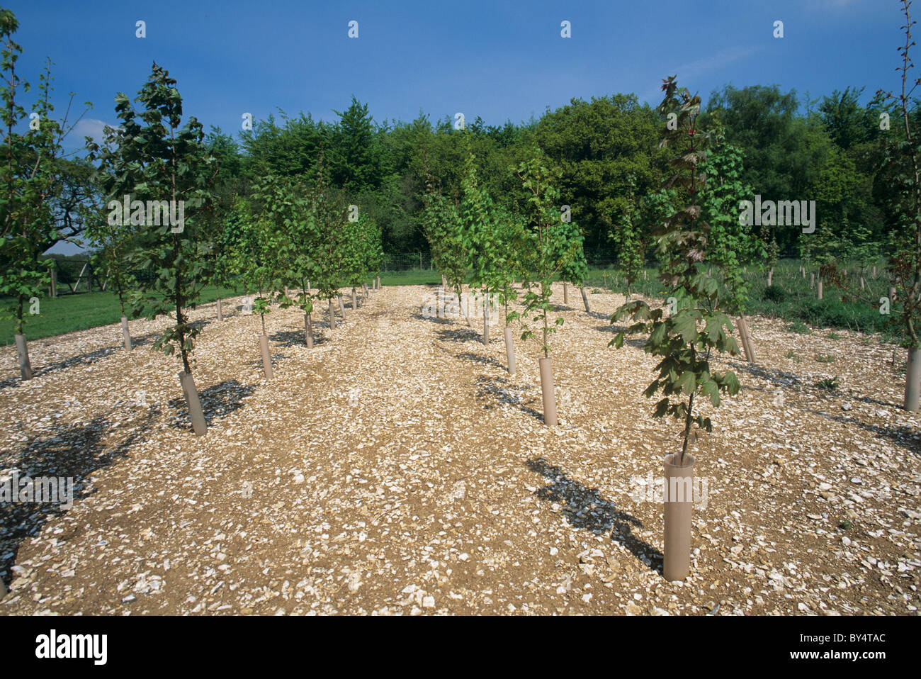 Junge Bäumchen Spitz-Ahorn (Acer Platanoides) Bäume mit Schutz & Unkraut-Steuerung Stockfoto