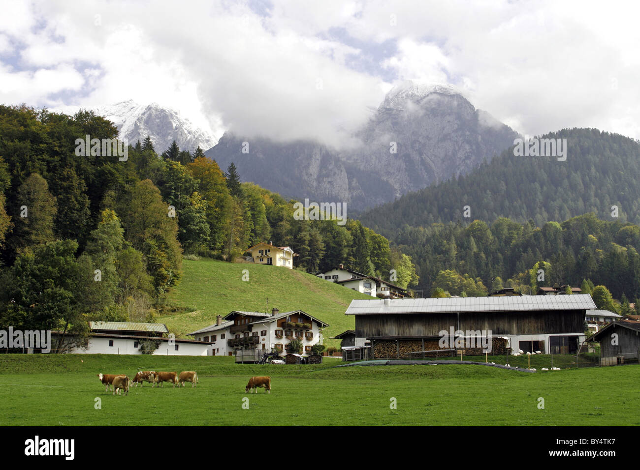 Deutschland Bayern Berchtesgadener Land Bayerischer Hof durch die Info Kühe Berge Stockfoto