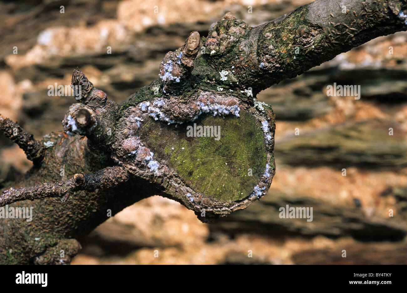 Wollige Blattlaus (Eriosoma Lanigerum) Kolonie auf Apple Beschneidung Narbe Stockfoto