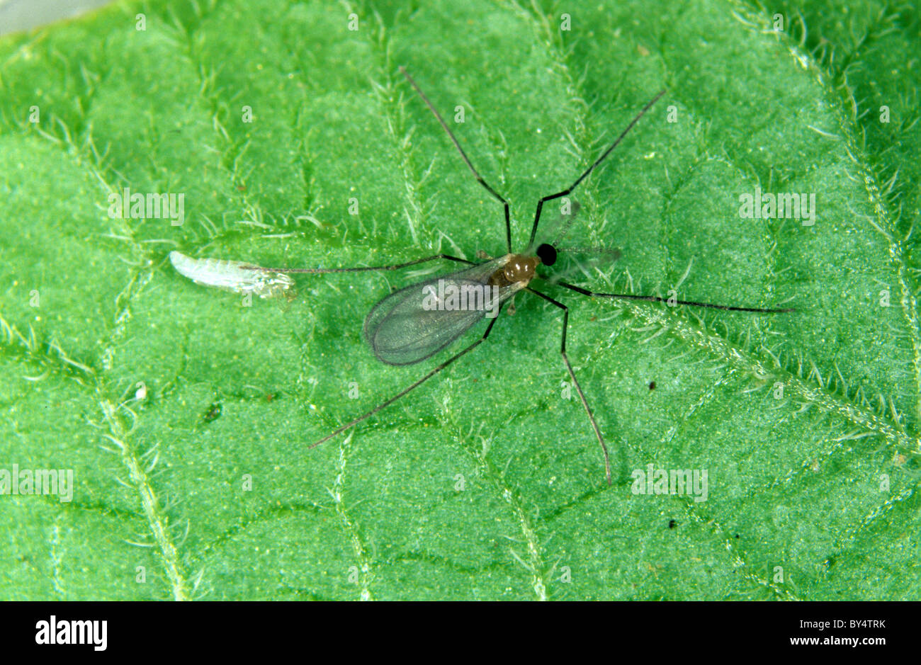 Erwachsenen räuberische Mückenlarven (Aphidoletes Aphidimyza) sind Blattlaus Raubtiere Stockfoto