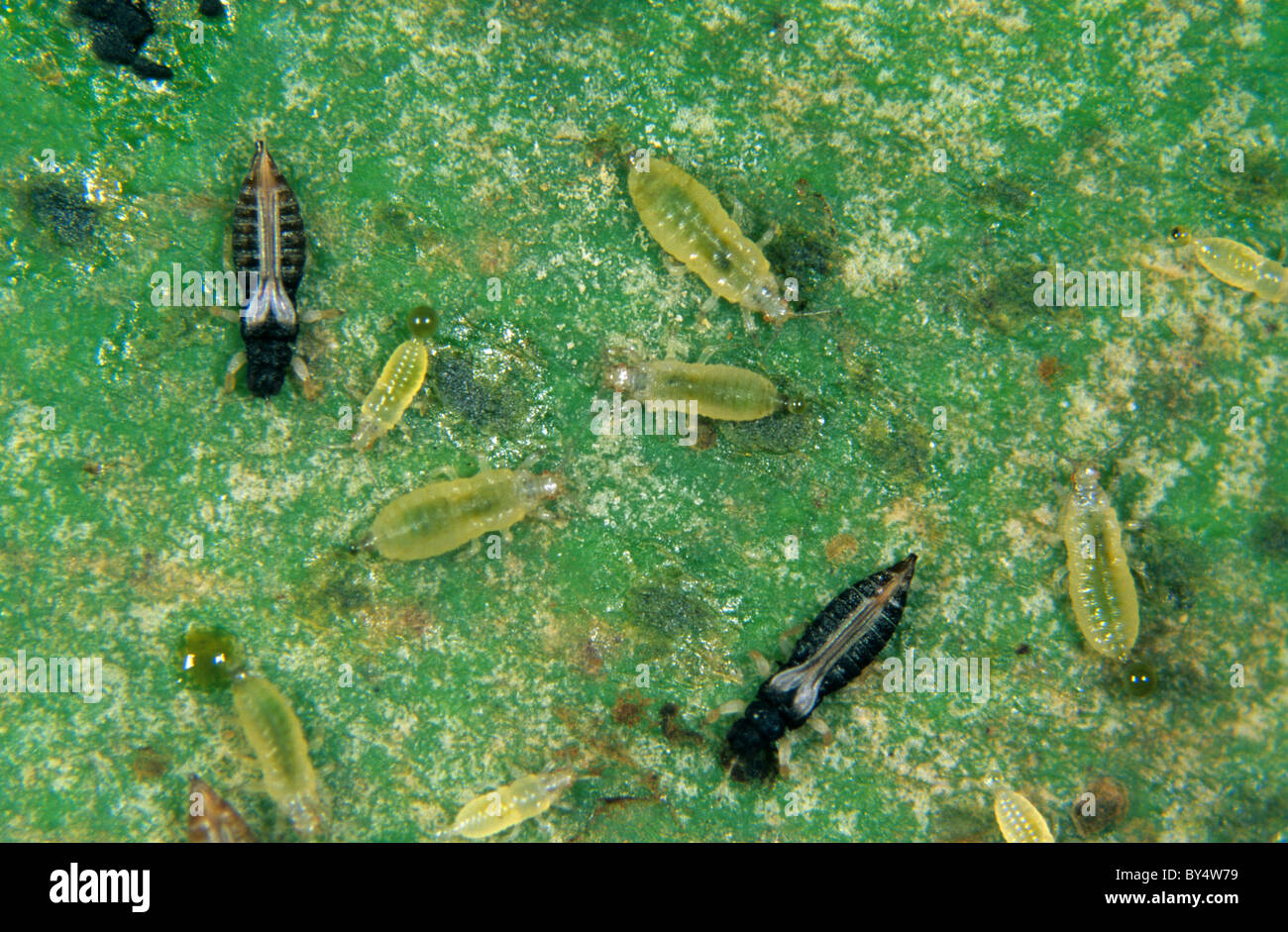 Schwarzen Thripse (Echinothrips Americanus) Erwachsene und Nymphen auf einem Blatt Stockfoto