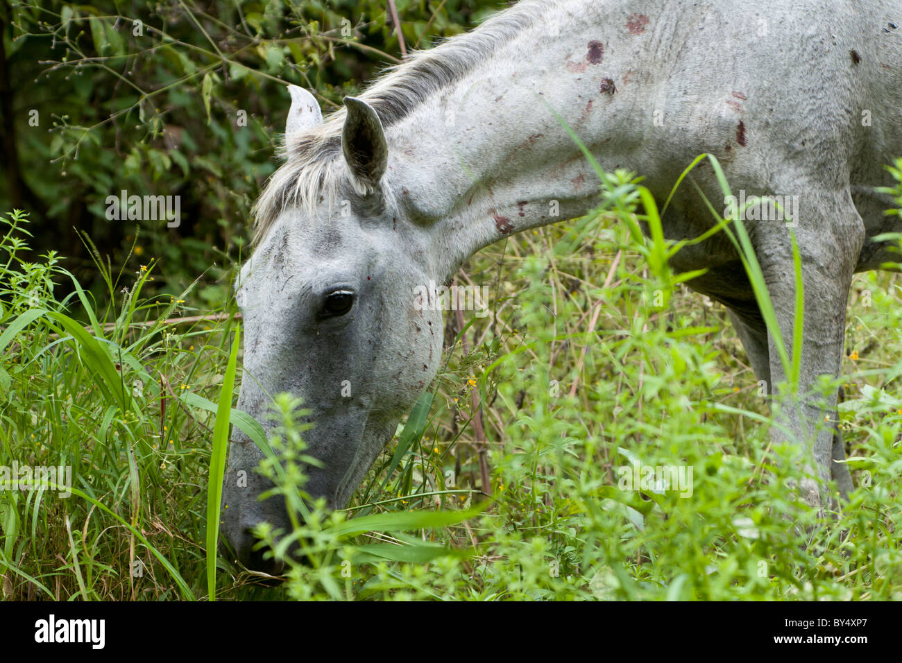 Pferde grasen im Palo Verde National Park, Provinz Guanacaste, Costa Rica. Stockfoto
