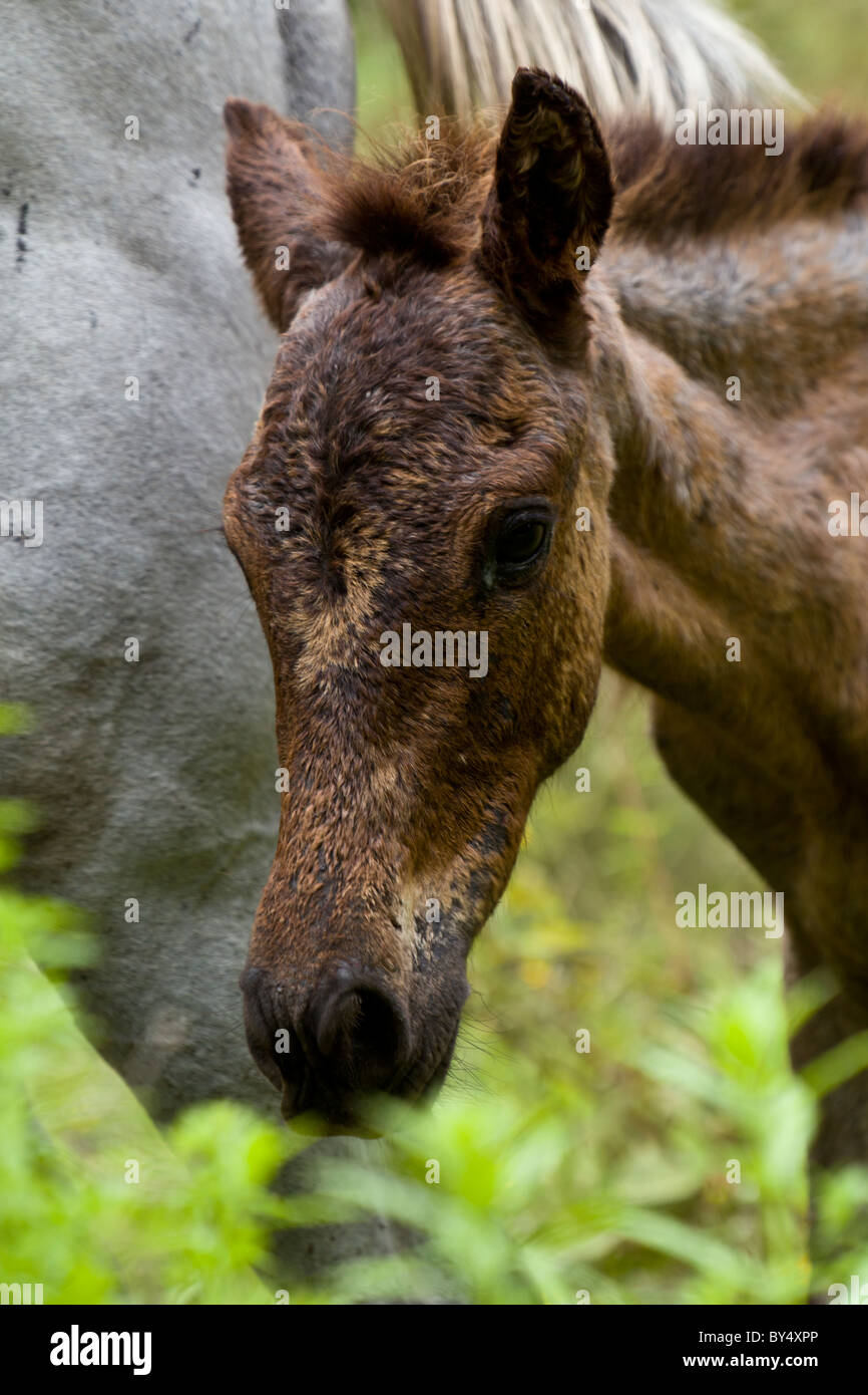 Pferdefohlen mit seiner Mutter im Palo Verde National Park, Provinz Guanacaste, Costa Rica. Stockfoto