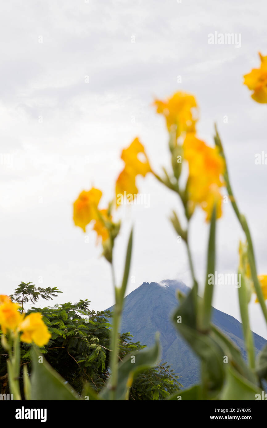 Canna Lilien in La Fortuna de San Carlos mit dem Arenal Vulkan droht im Hintergrund in Alajuela, Costa Rica. Stockfoto