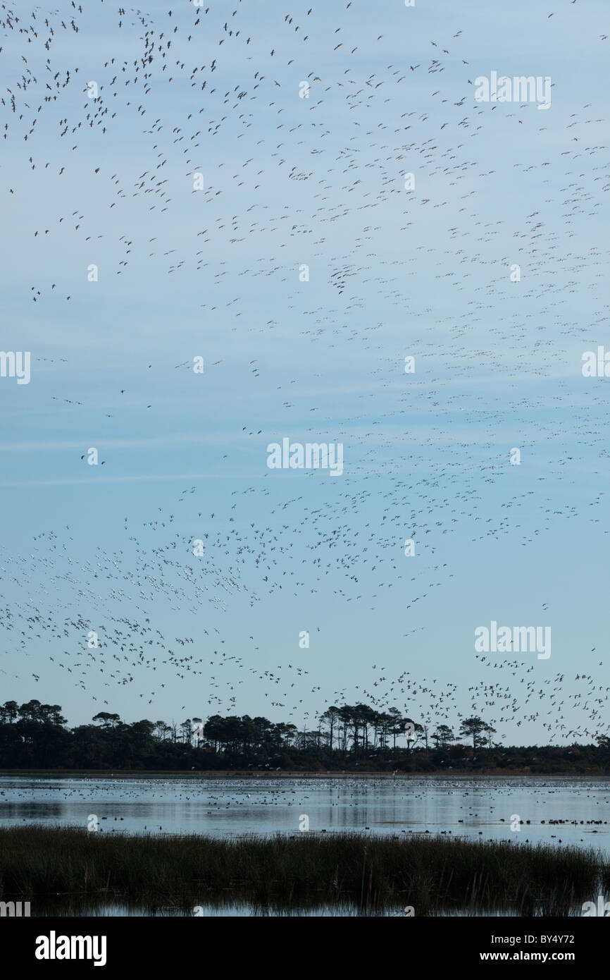 Tausende von Schneegänsen land in Tornado-wie Anordnung auf den Gewässern der Chincoteague National Wildlife Refuge in Virginia. Stockfoto