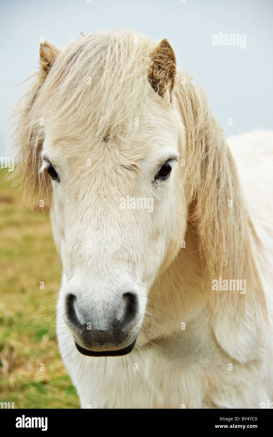 Nahaufnahme eines Welsh-Ponys in einem Feld Stockfoto