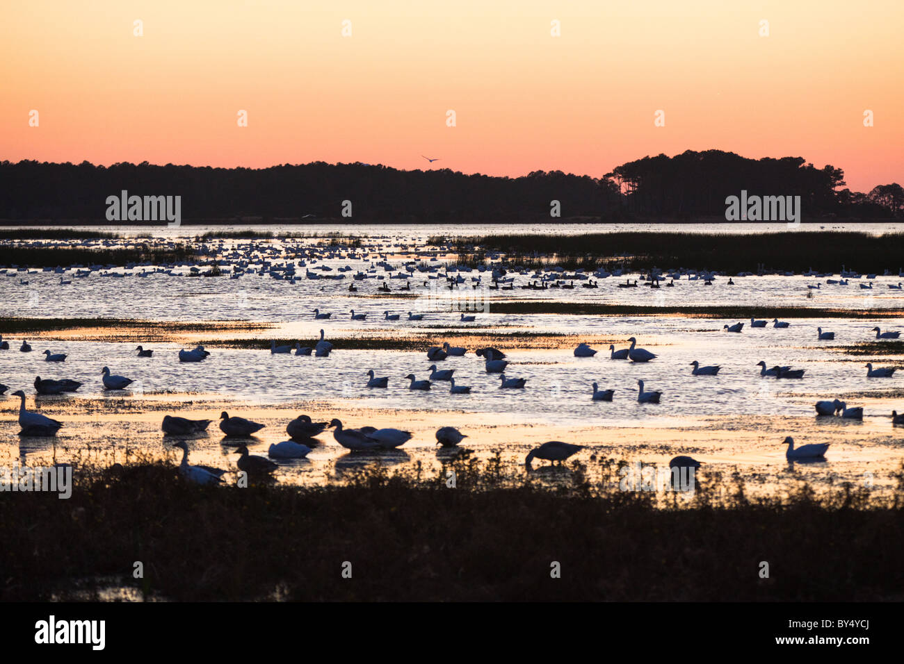 Silhouette Enten und Gänse Schnee sonnen sich im Schein des Sonnenuntergangs in der Chincoteague National Wildlife Refuge in Virginia. Stockfoto