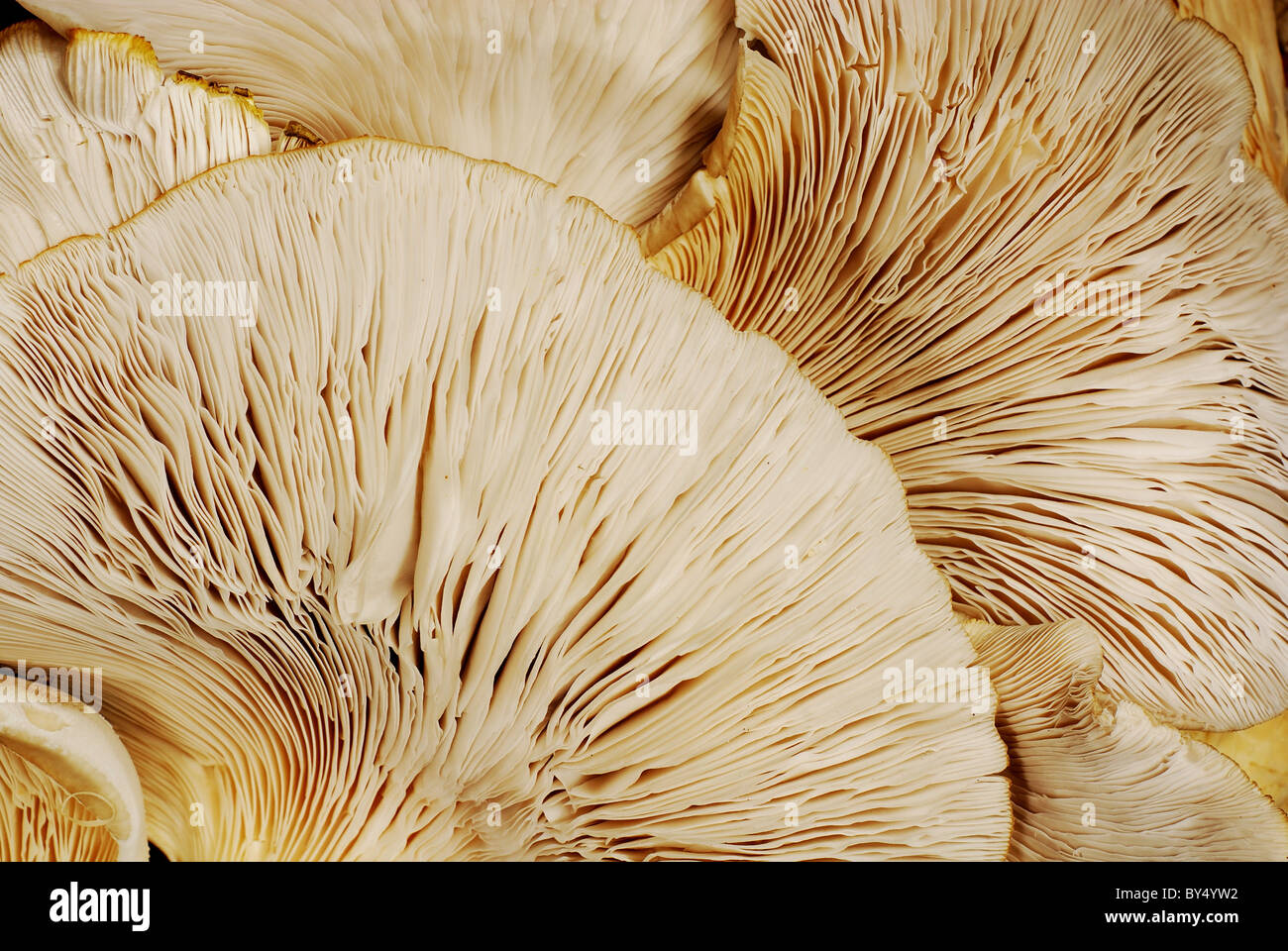Austernpilz (Pleurotus) Streifen Hintergrund von unten betrachtet Stockfoto