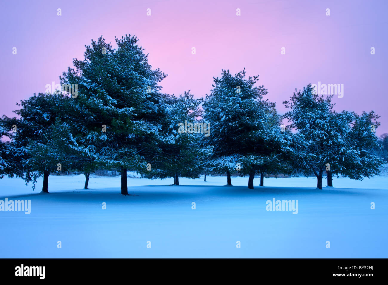 Reihe von verschneiten Bäumen an einem winterlichen Abend, Brentwood, Tennessee, USA Stockfoto