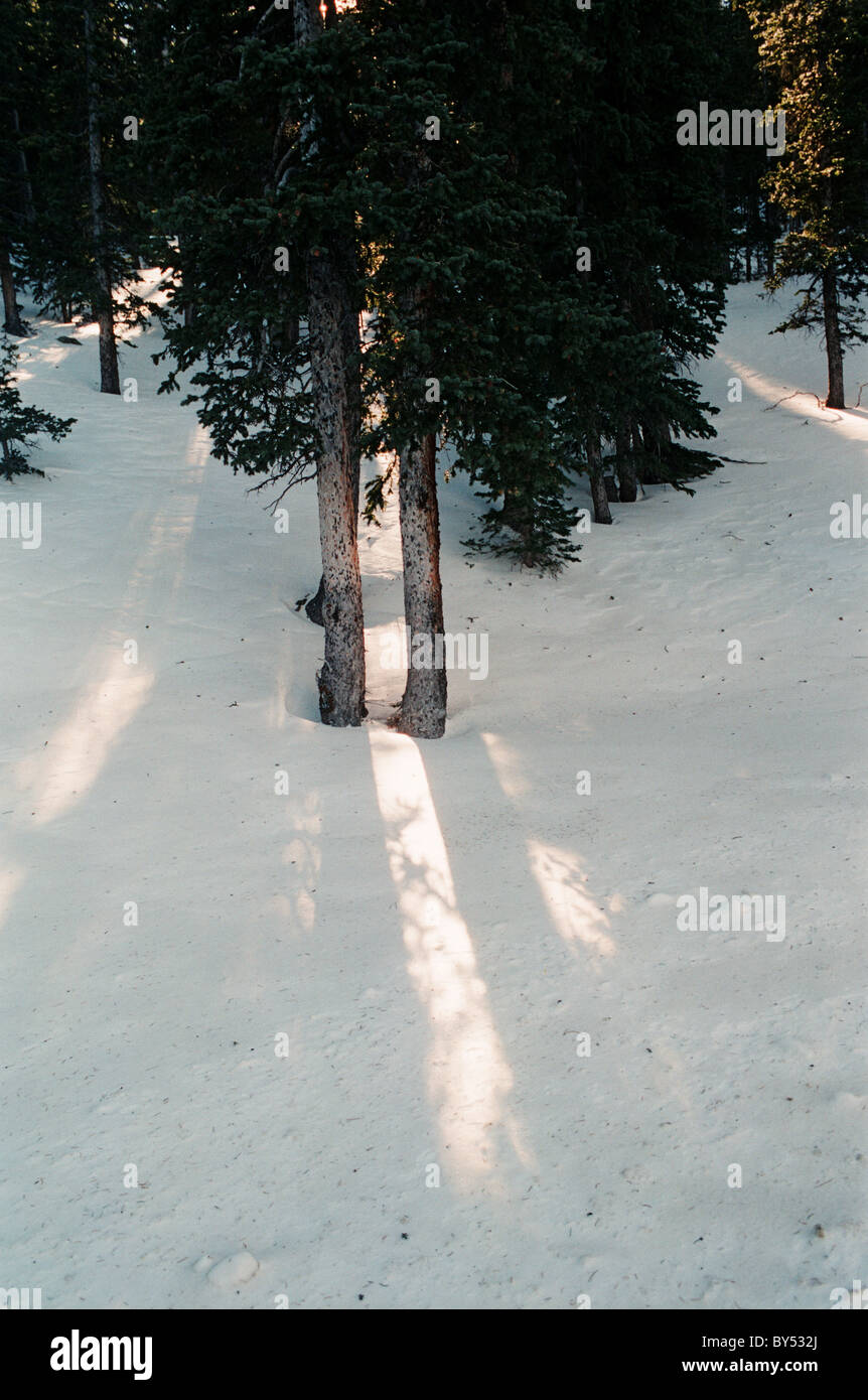 Winter-Szene mit Baum und Schnee mit Sonnenlicht Stockfoto