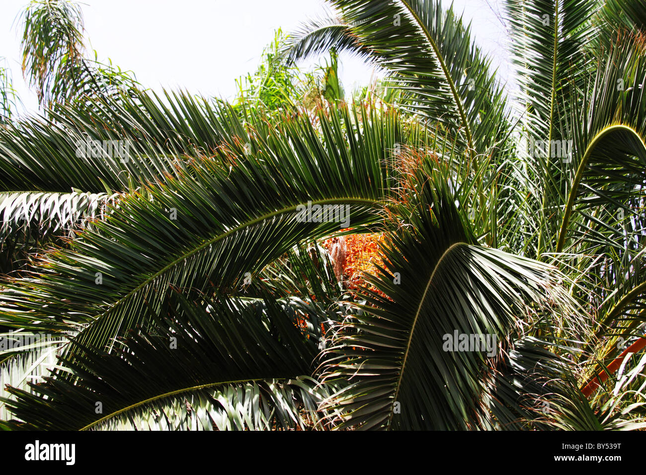 Palmwedel in der Sonne Stockfoto