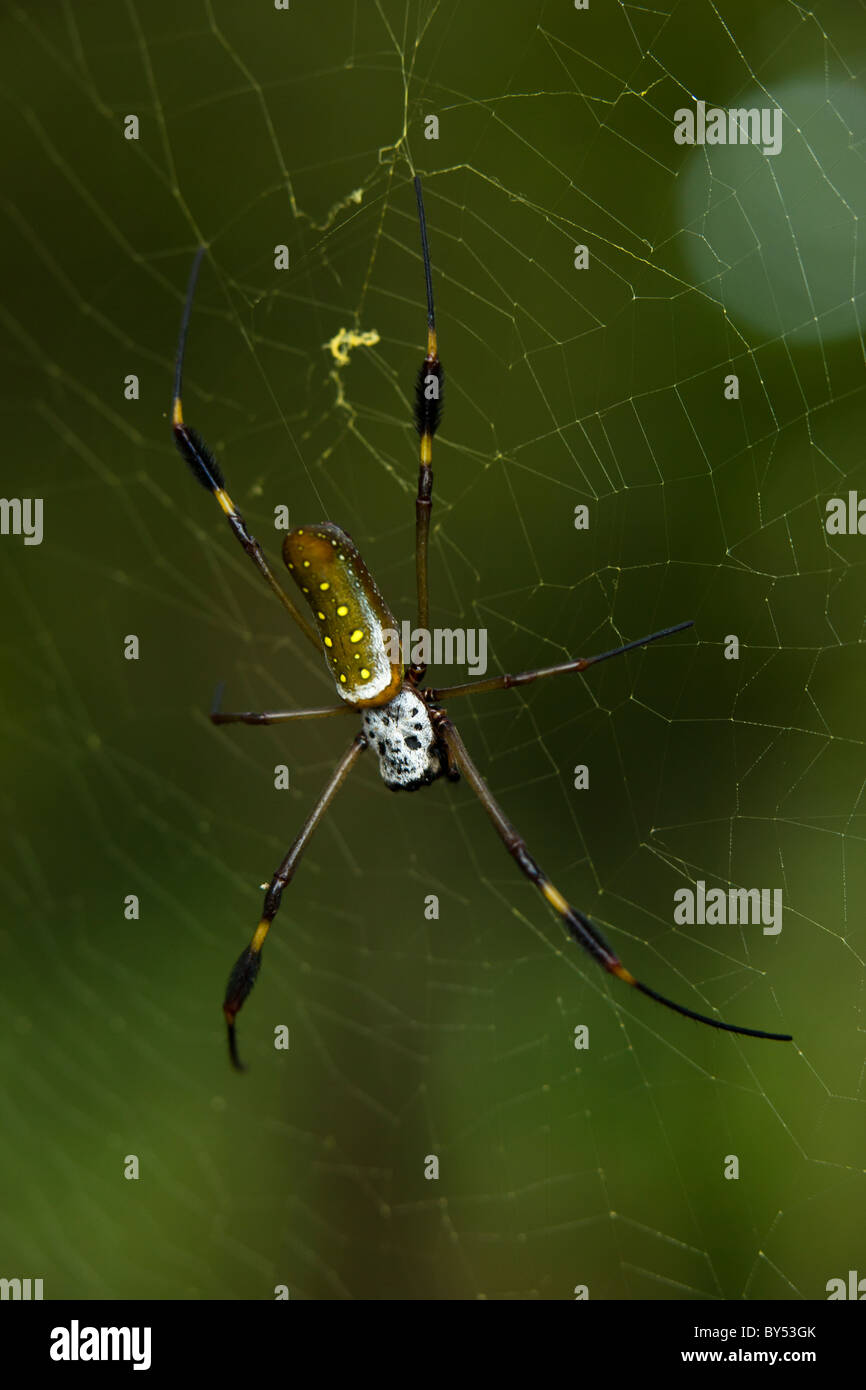 Weibliche Golden Orb Weaver Spider (Nephila Clavipes) Festsetzung ihr Netz im Gandoca-Manzanillo Wildlife Refuge, Costa Rica. Stockfoto