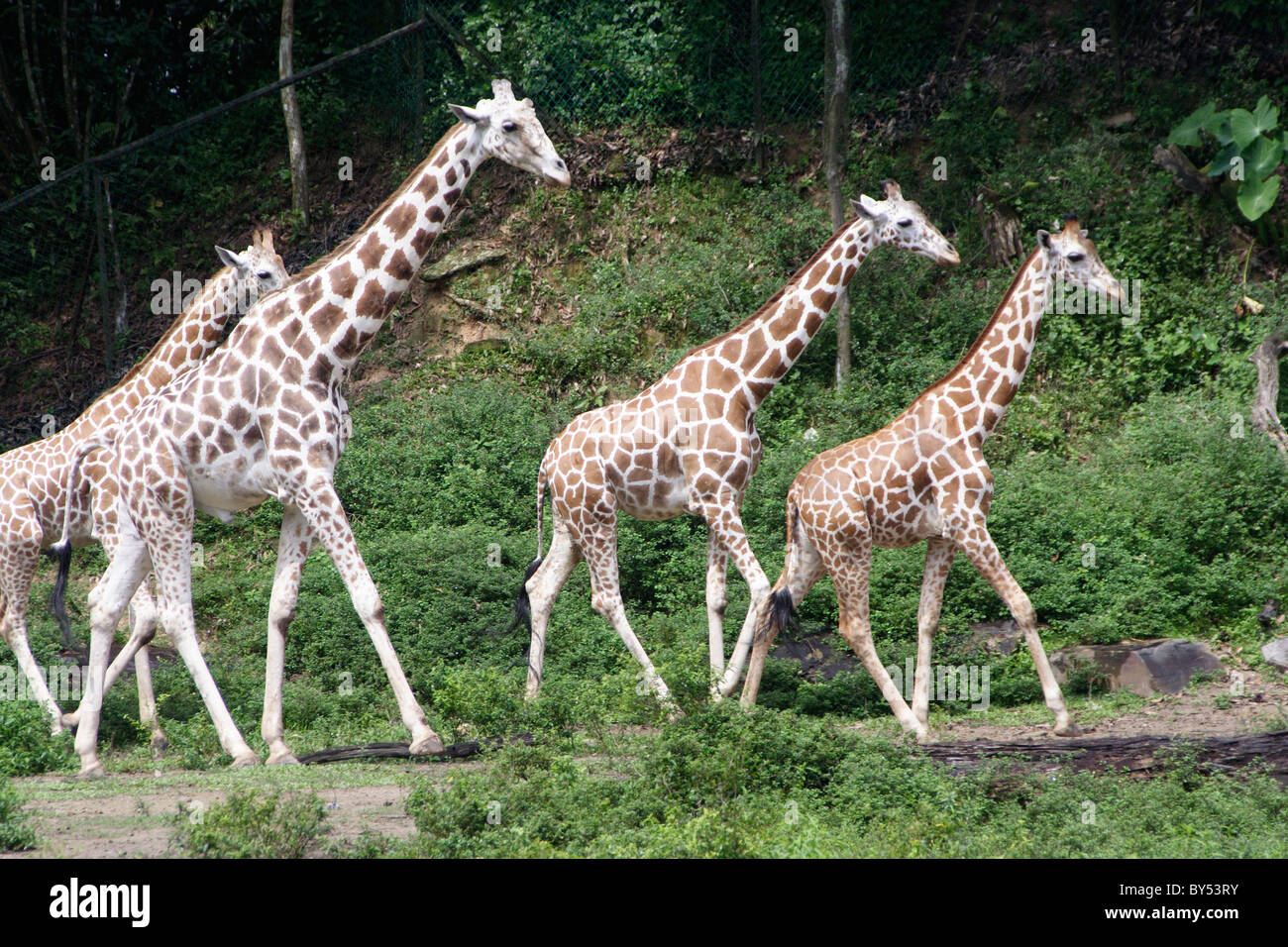 Giraffen im malaysischen nationalen Zoo. Stockfoto