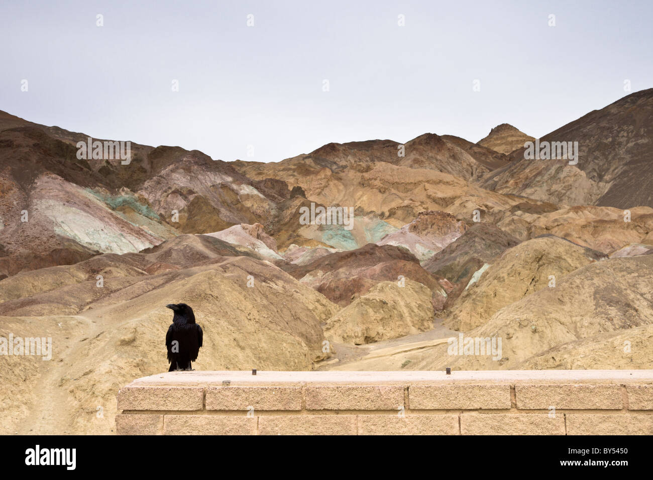 Kolkrabe, Corvus Corax, mit Blick auf die Palette des Künstlers entlang Artists Drive in Death Valley Nationalpark, Kalifornien, USA. Stockfoto