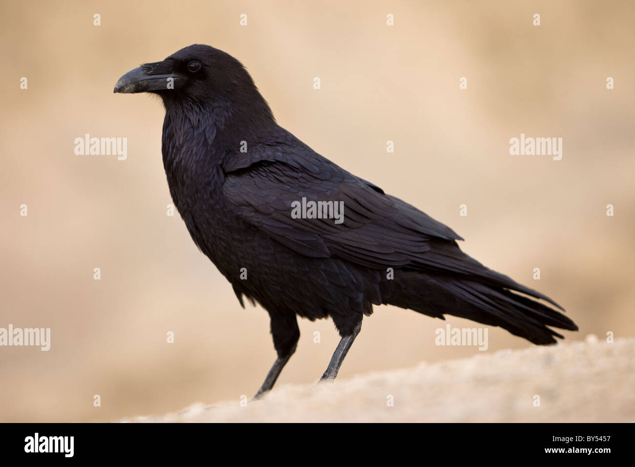 Kolkrabe, Corvus Corax, mit Blick auf die Palette des Künstlers entlang Artists Drive in Death Valley Nationalpark, Kalifornien, USA. Stockfoto