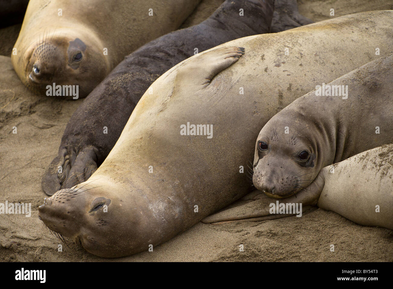 Nördlichen See-Elefanten (Mirounga Angustirostris) am Piedras Blancas-Kolonie in der Nähe von San Simeon in Zentral-Kalifornien. Stockfoto