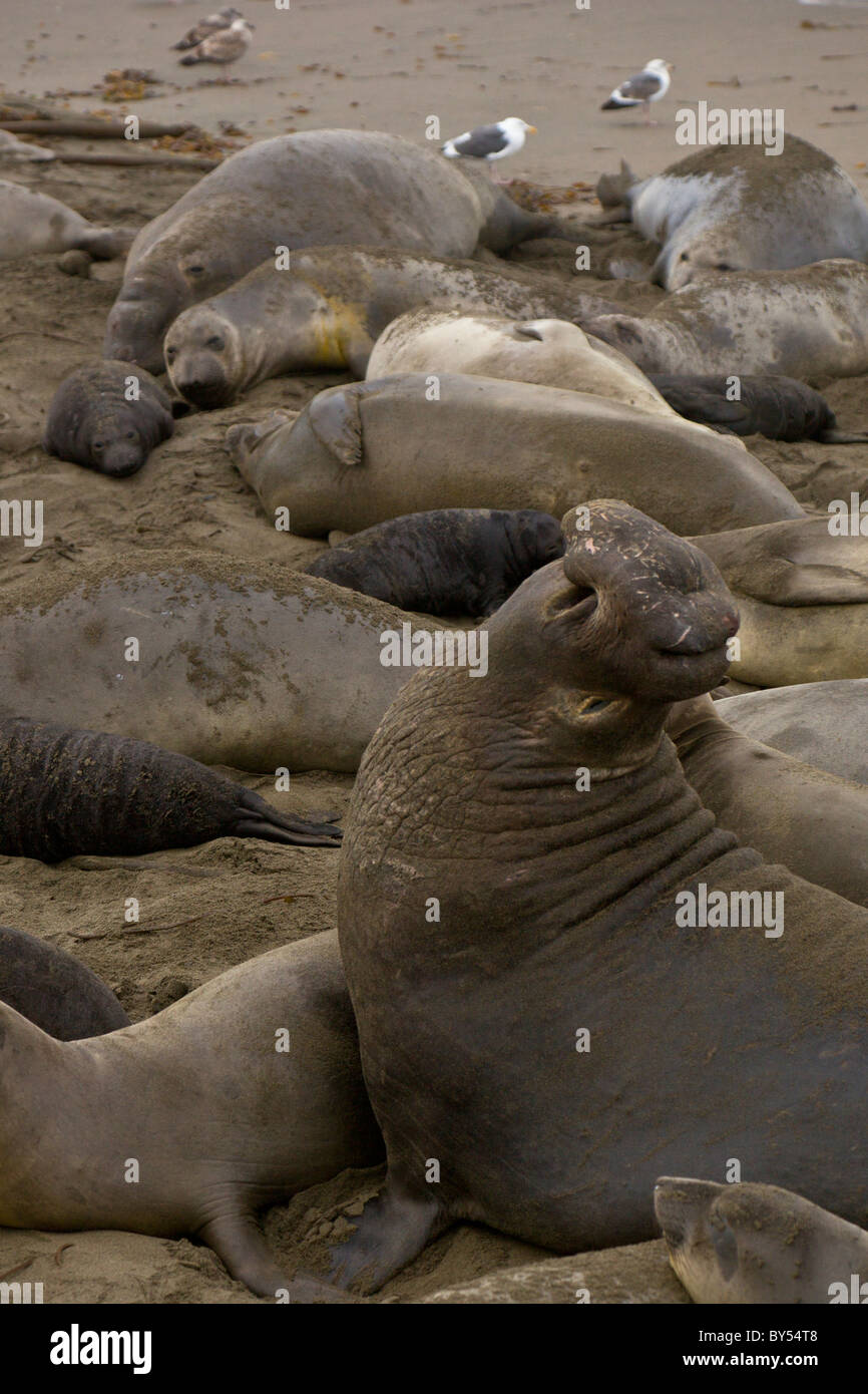 Männliche nördlichen See-Elefanten (Mirounga Angustirostris) mit weiblicher Harem am Piedras Blancas Kolonie in der Nähe von San Simeon in Zentral-Kalifornien. Stockfoto