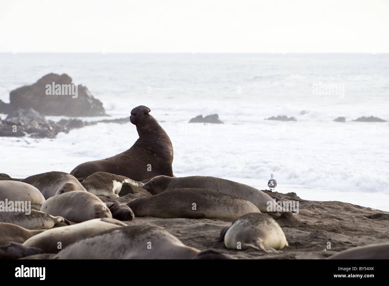 Männliche nördlichen See-Elefanten (Mirounga Angustirostris) und Harem am Piedras Blancas Rookery in in der Nähe von San Simeon Zentral-Kalifornien. Stockfoto