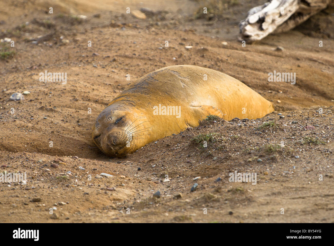 Weiblichen nördlichen See-Elefanten (Mirounga Angustirostris) am Piedras Blancas Rookery in in der Nähe von San Simeon Zentral-Kalifornien. Stockfoto