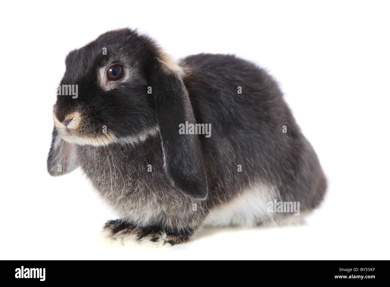Süße kleine Kaninchen. Alle auf weißem Hintergrund. Stockfoto