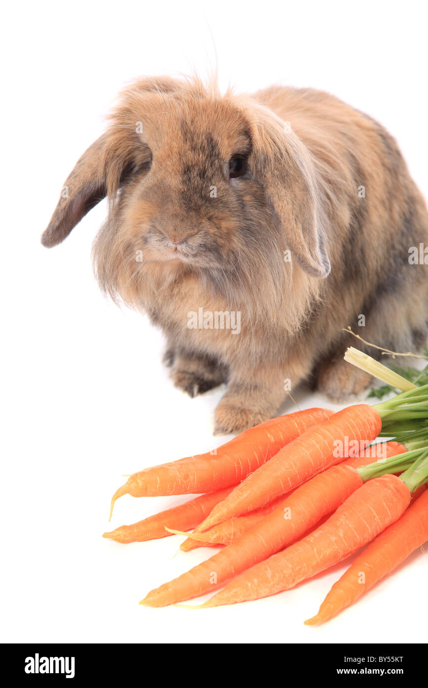 Niedliche kleine Hase frische Karotten essen. Alle auf weißem Hintergrund. Stockfoto