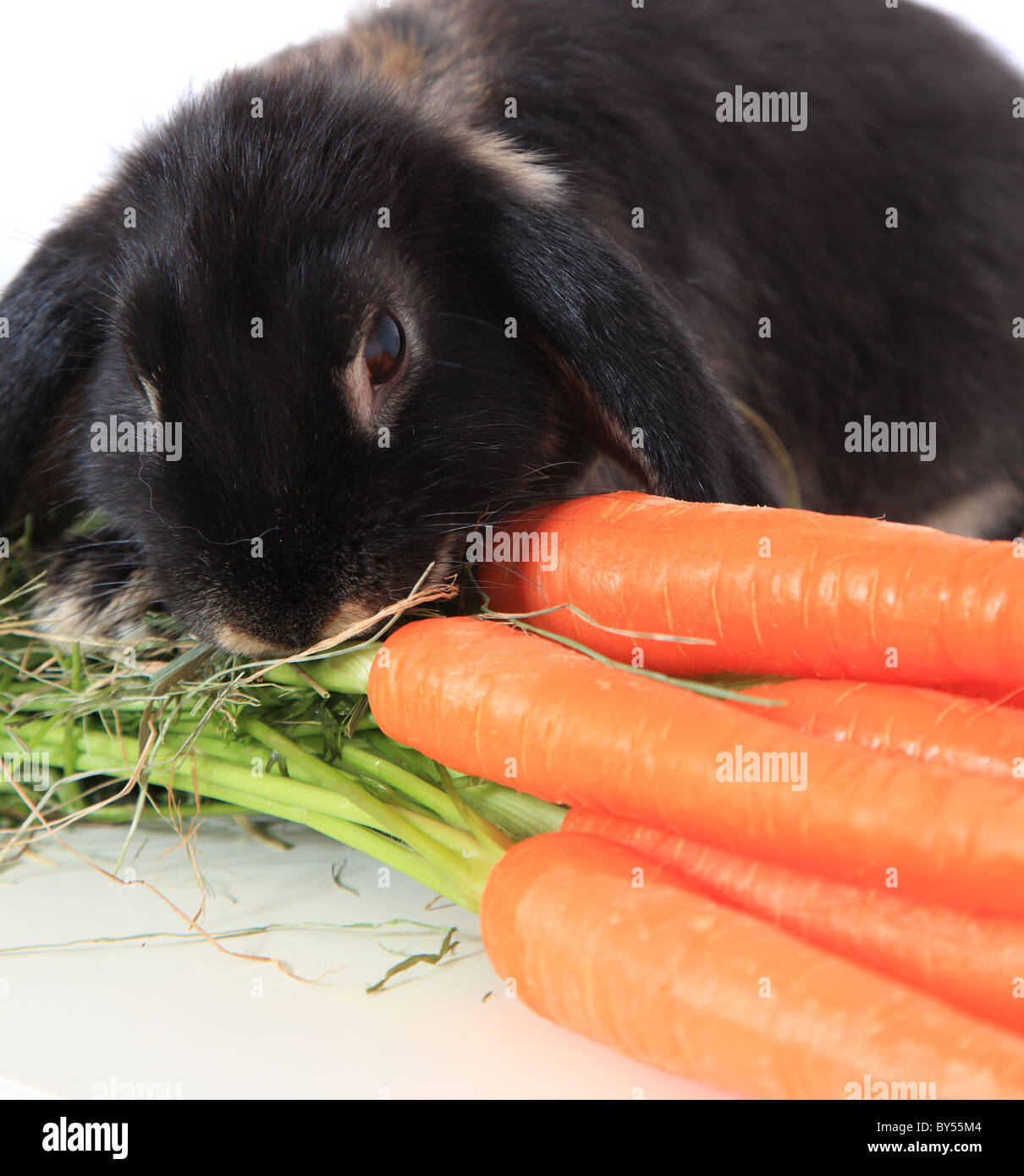 Niedliche kleine Hase frische Karotten essen. Alle auf weißem Hintergrund. Stockfoto