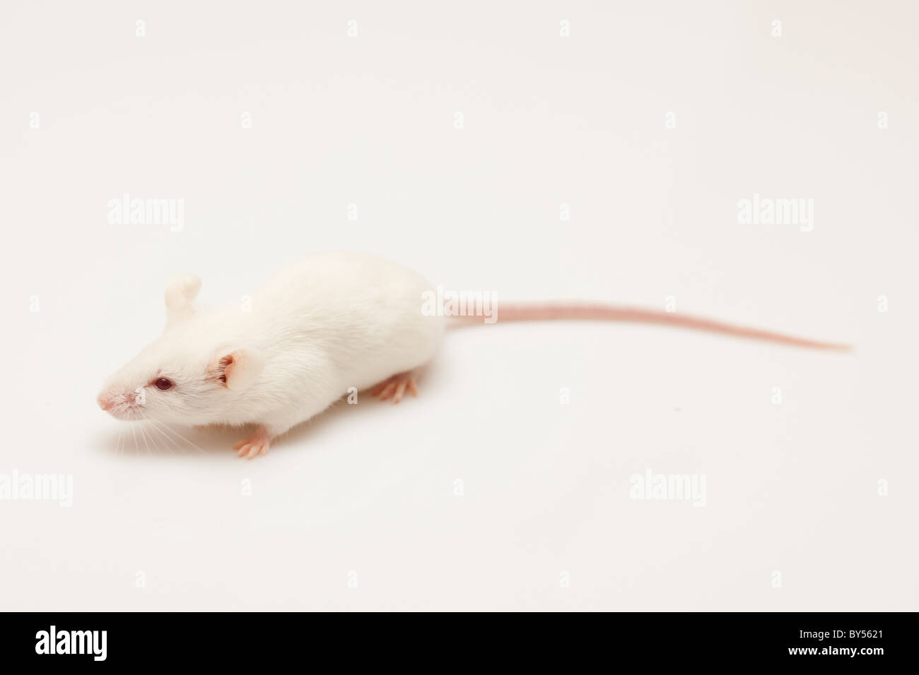 Süße Maus grau Kind auf weißem Hintergrund Stockfoto