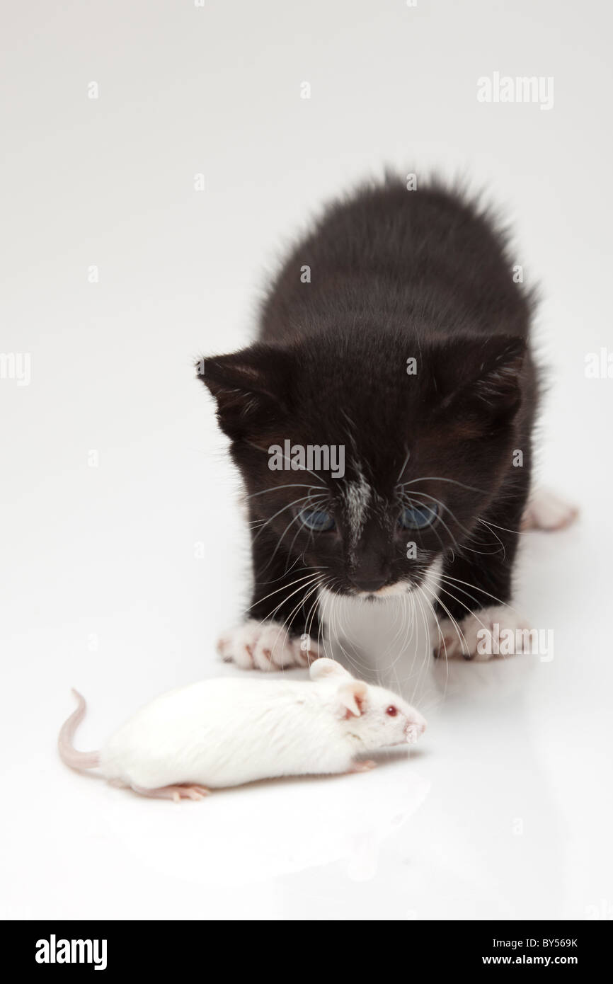 Kind Katze und graue Maus auf weißem Hintergrund Stockfoto