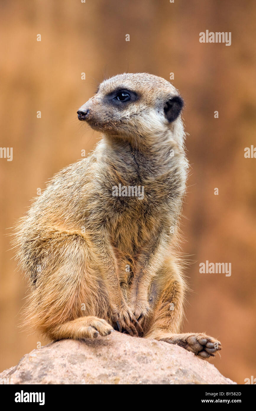 Erdmännchen, Slender-tailed Erdmännchen, Suricate (Suricata Suricatta) Stockfoto