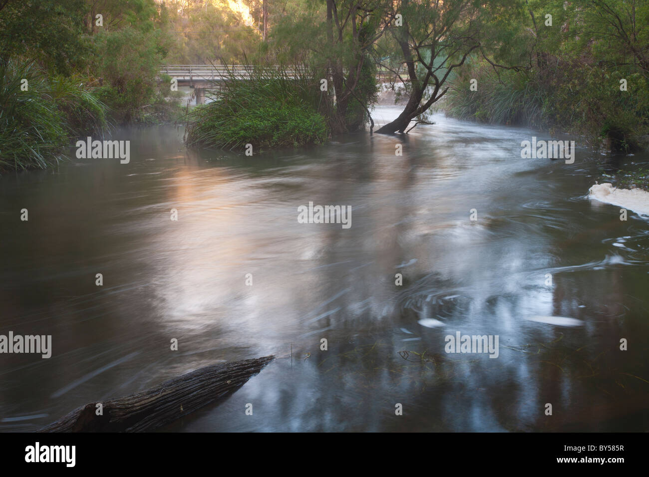 Nebligen Morgen, Lefroy Brook, Pemberton, Western Australia Stockfoto