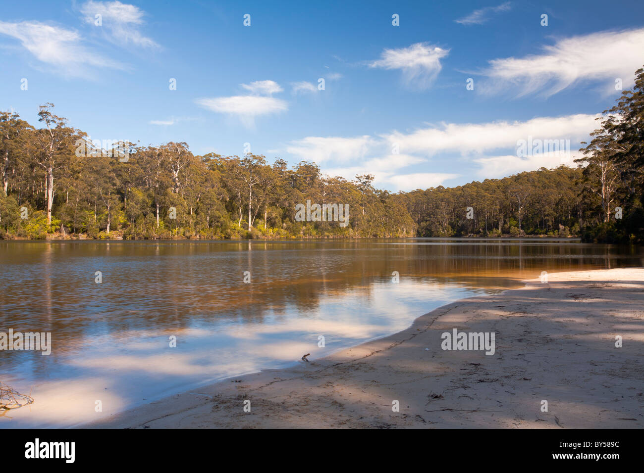 Karri Bäume (Eukalyptus Diversicolor) spiegelt sich in Big Brook Dam, Pemberton, Western Australia Stockfoto
