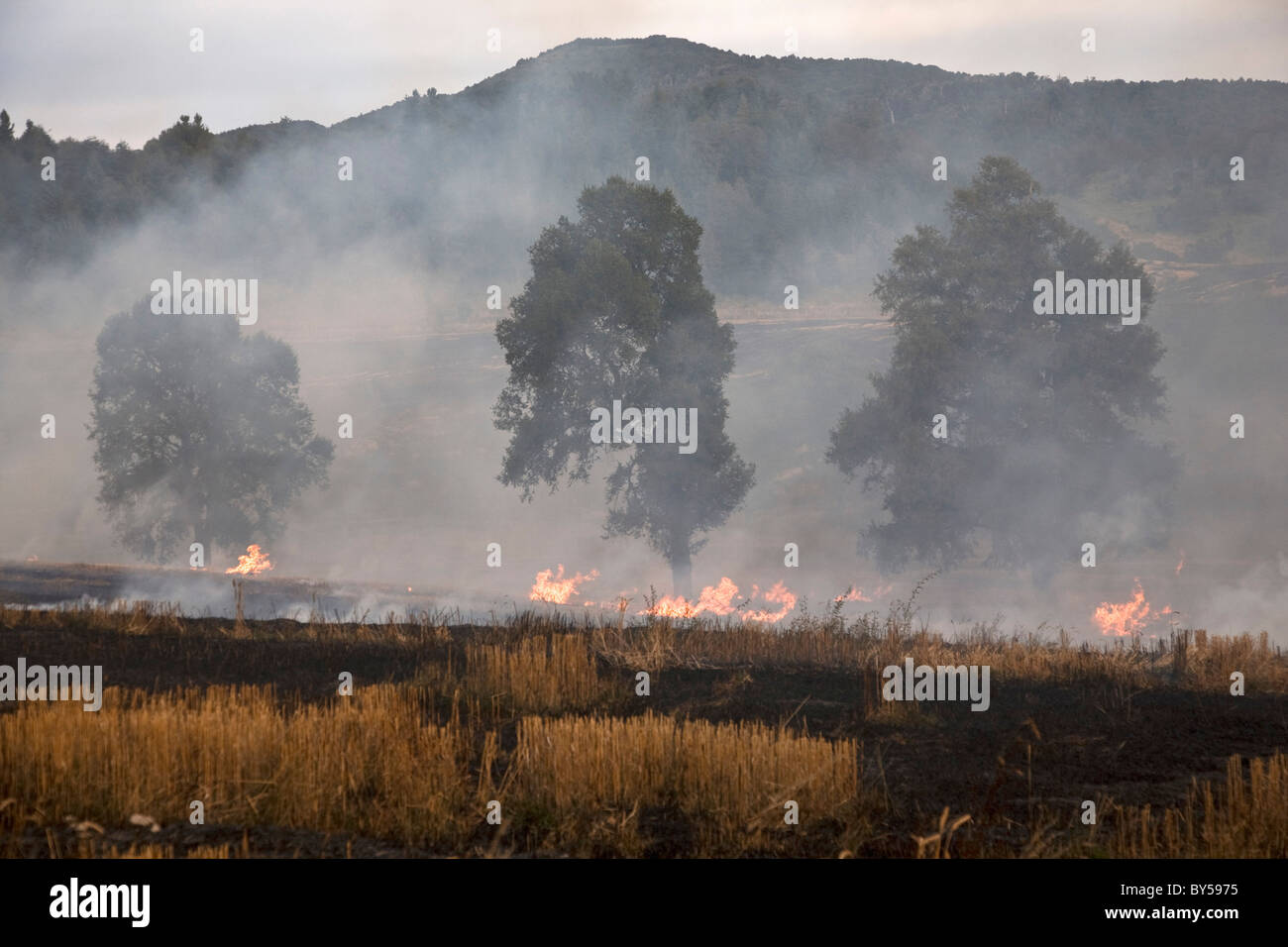 Ein Feuer brennt in einem Feld Stockfoto
