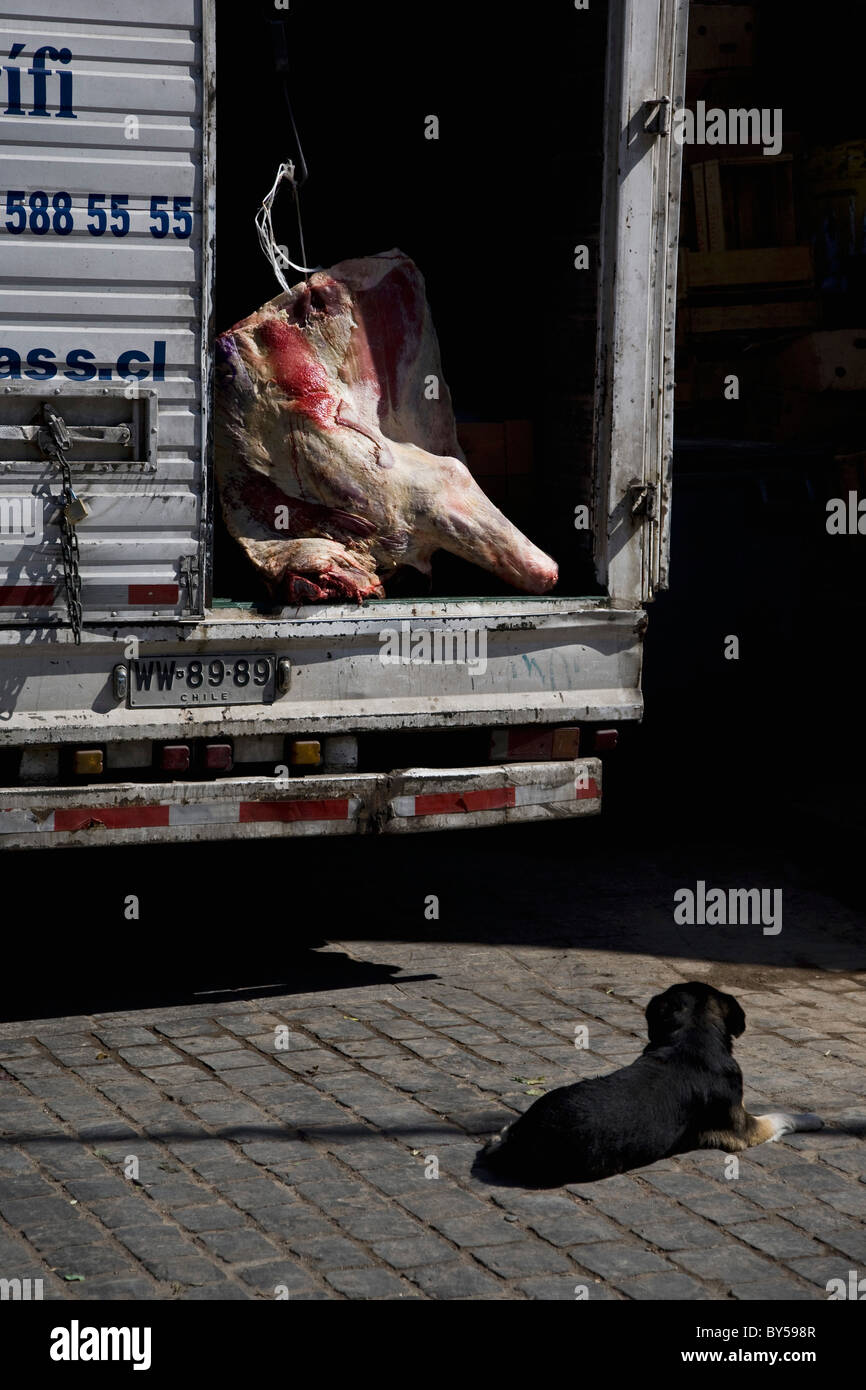 Einen großen Teil rohes Rindfleisch auf der Rückseite eines LKW Stockfoto