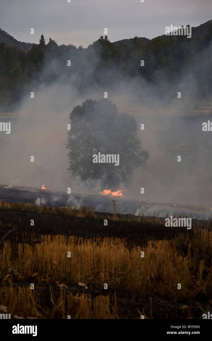 Ein Feuer brennt in einem Feld Stockfoto