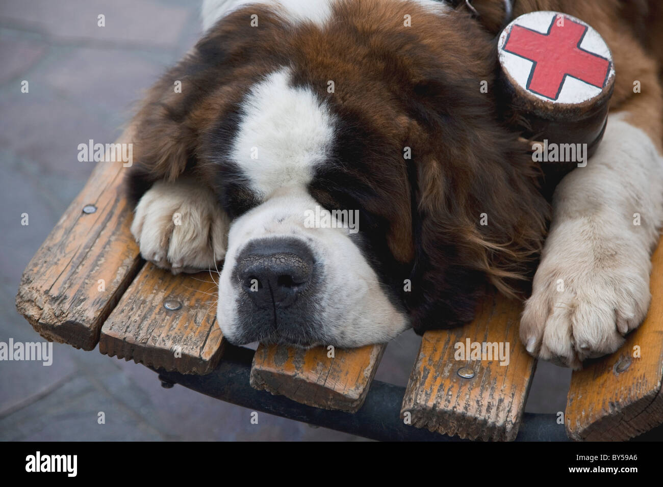 A St. Bernard Hund mit einem Kolben Kragen auf einer Parkbank liegend Stockfoto