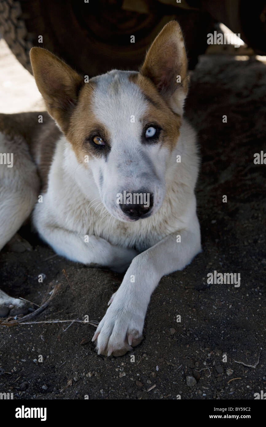 Porträt eines Hundes mit anderen farbigen Augen Stockfoto