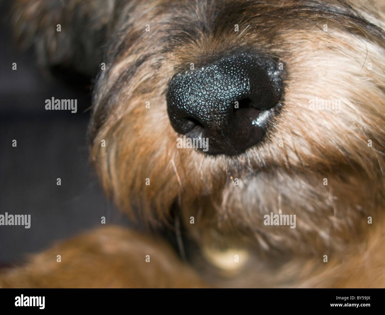 Die Schnauze des Hundes Stockfoto