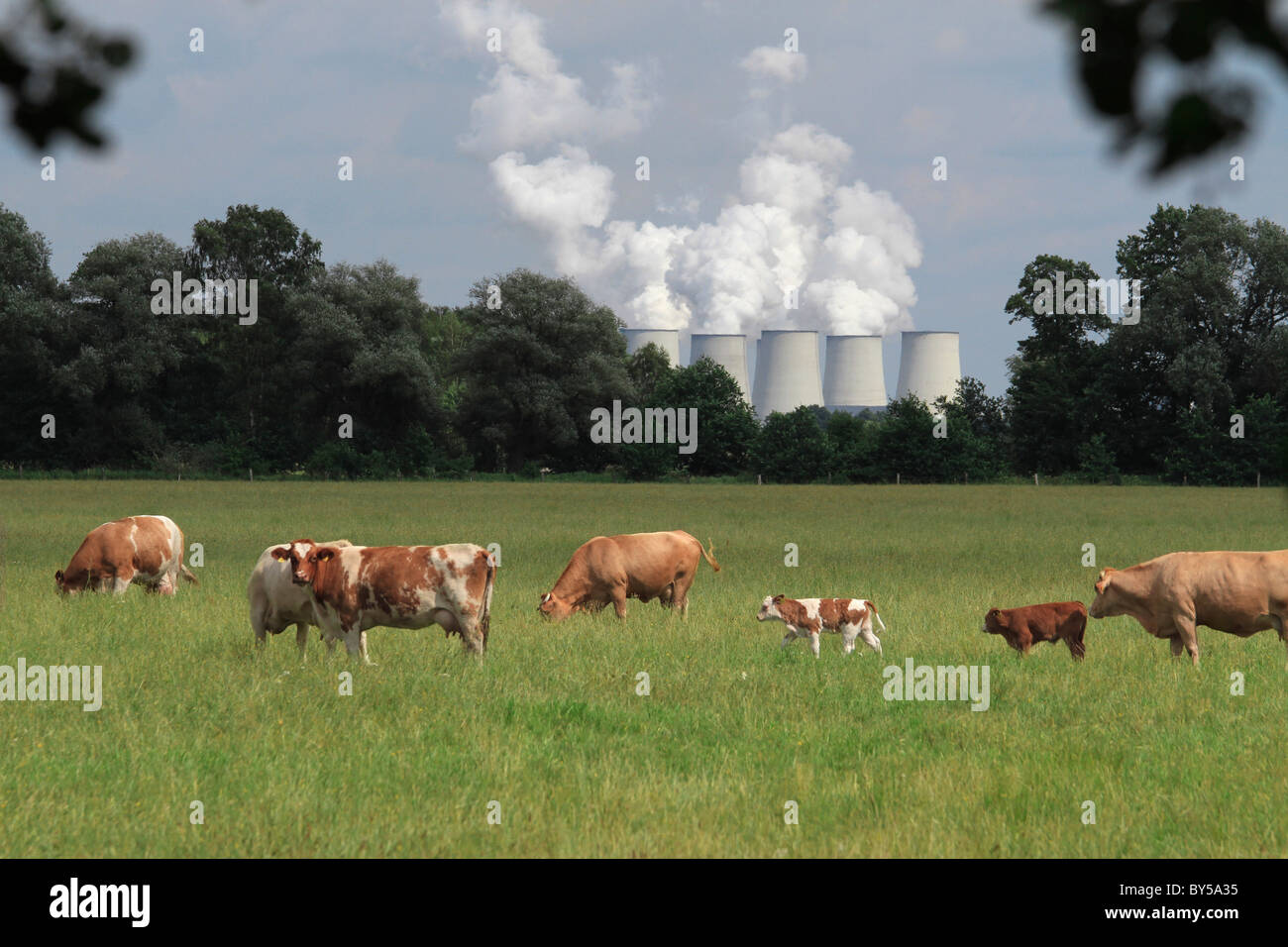 Grasende Kühe auf einem Feld mit einem Kraftwerk im Hintergrund Stockfoto