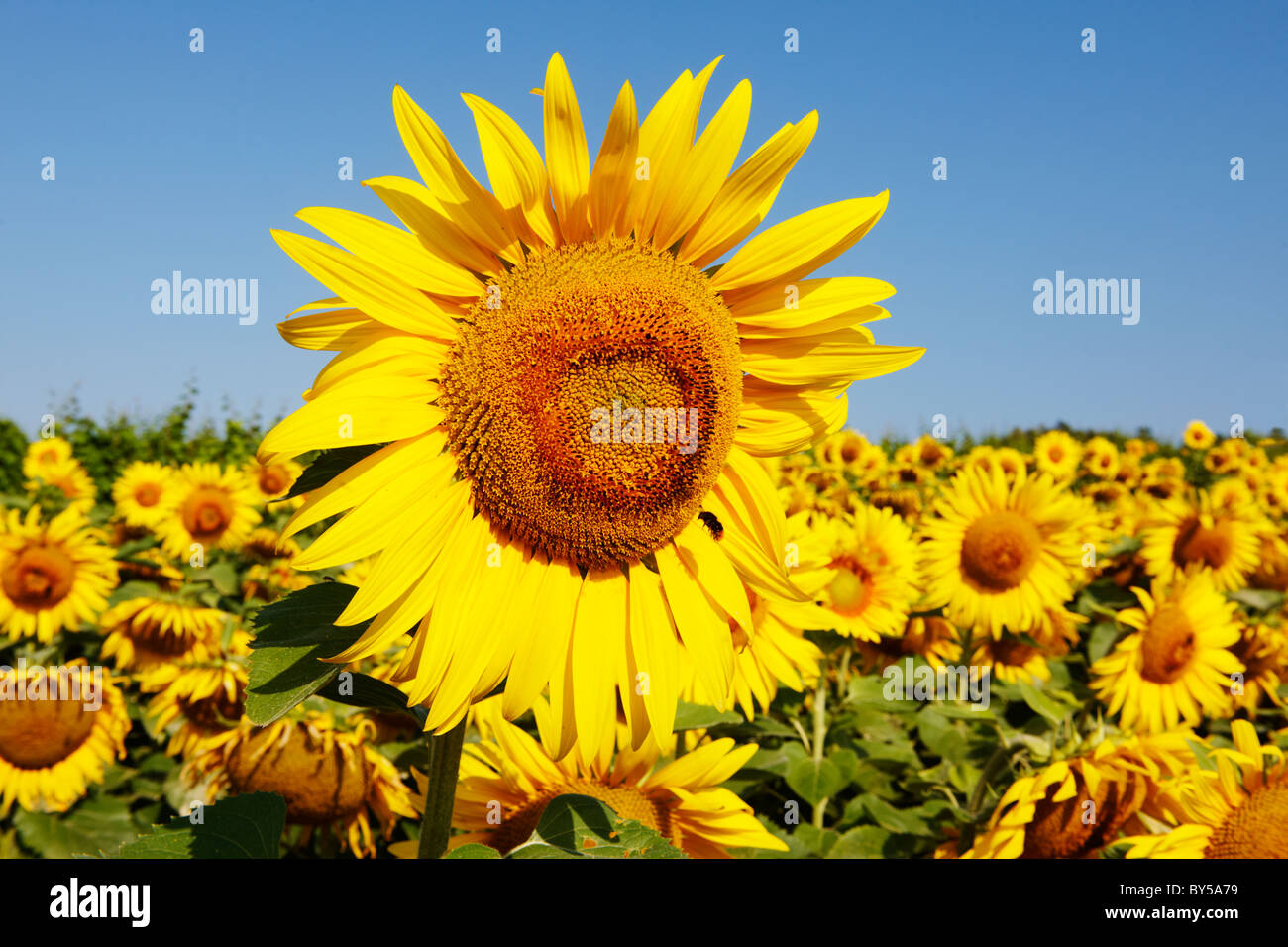 Feld von Sonnenblumen Blüte Köpfe Stockfoto