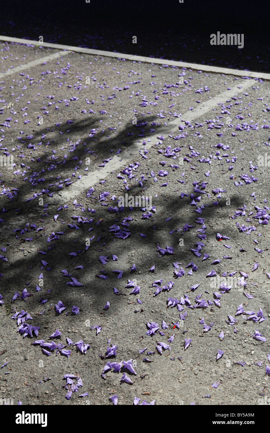 Lila Blütenblätter auf den Boden auf einem Parkplatz Stockfoto