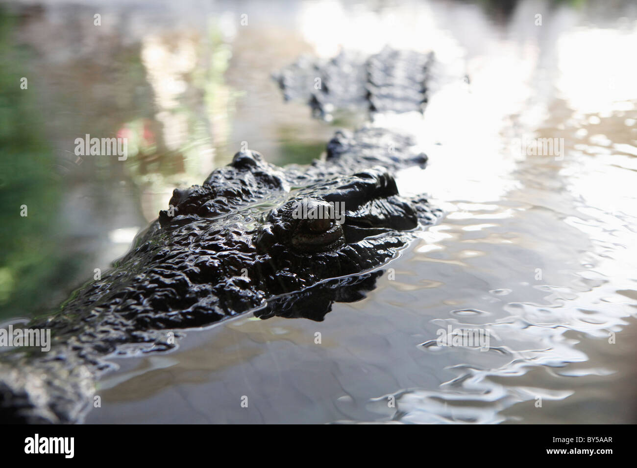 Detail von einem Alligator im Wasser Stockfoto