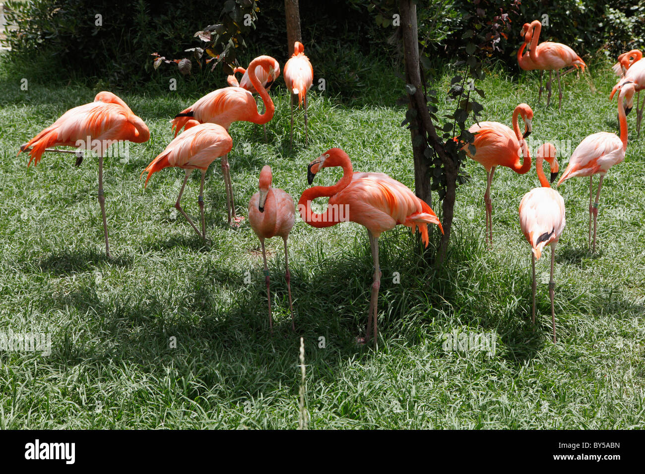 Flamingos im zoo Stockfoto