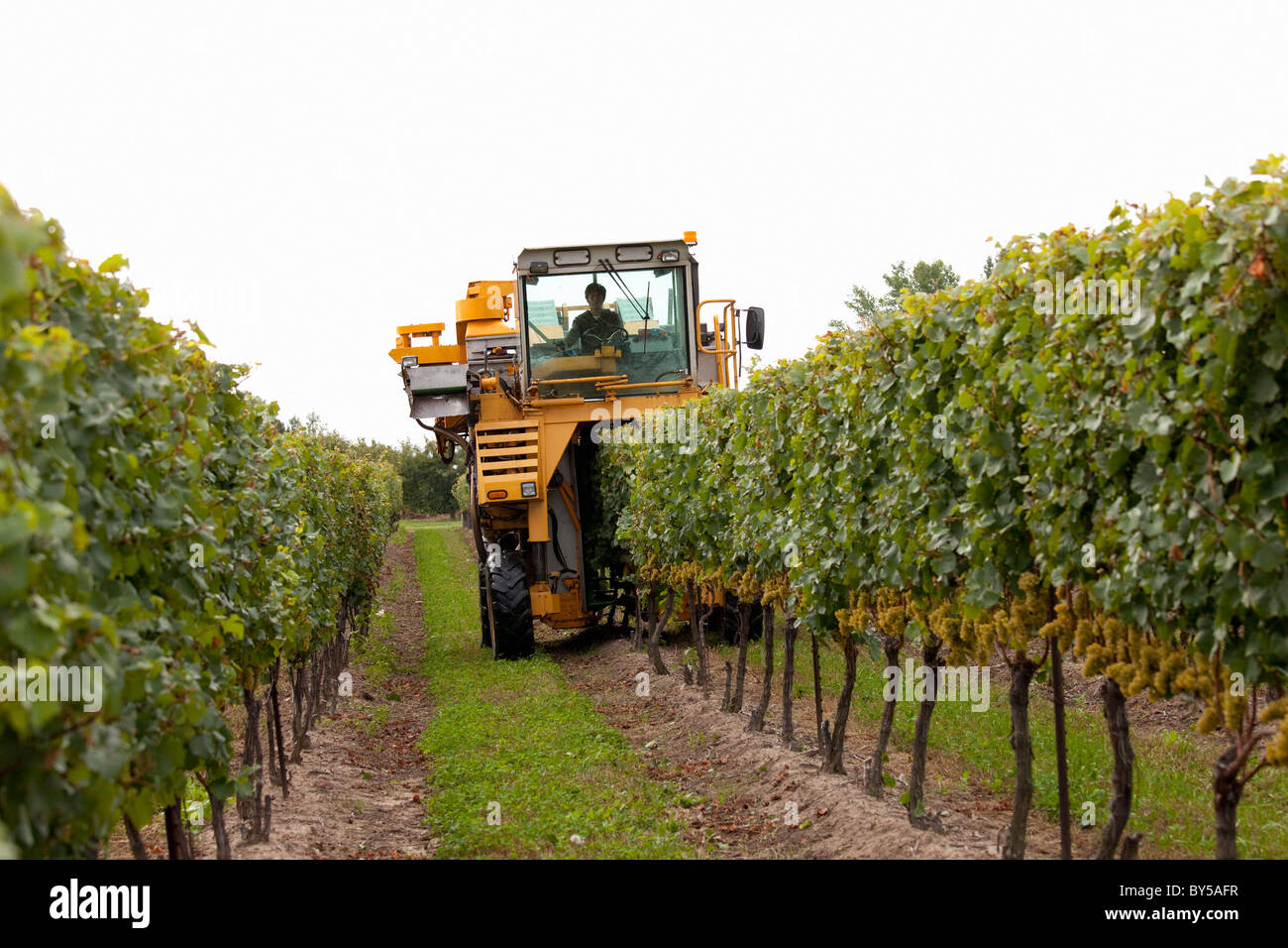 Kanada, Ontario, Niagara-on-the-Lake, Niagara-Region, mit einem mechanischen Harvestor Weinlese Stockfoto