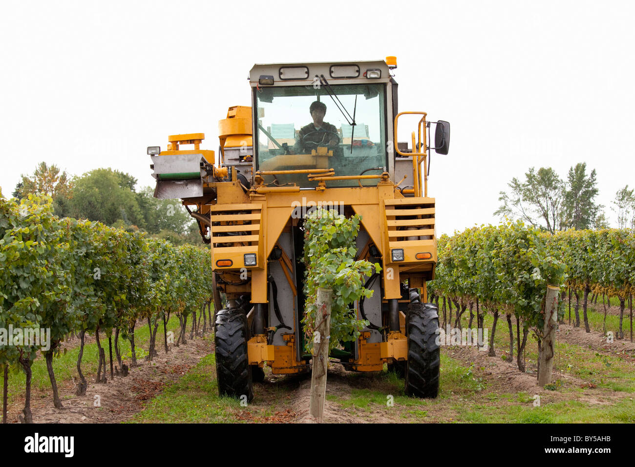 Kanada, Ontario, Niagara-on-the-Lake, Niagara-Region, mit einem mechanischen Harvestor Weinlese Stockfoto