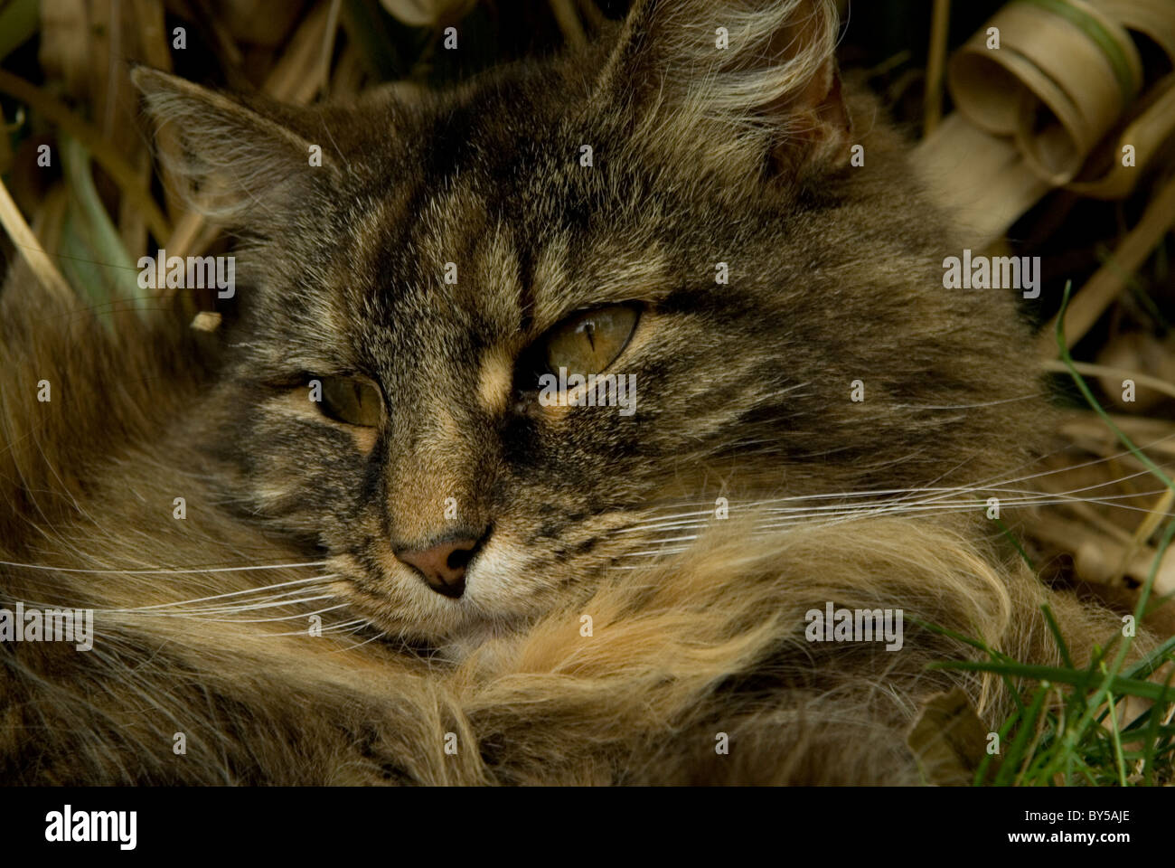 Nahaufnahme von Katzen Kopf Stockfoto