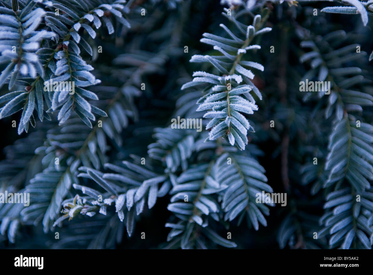 Eibe bltter -Fotos und -Bildmaterial in hoher Auflsung  Alamy