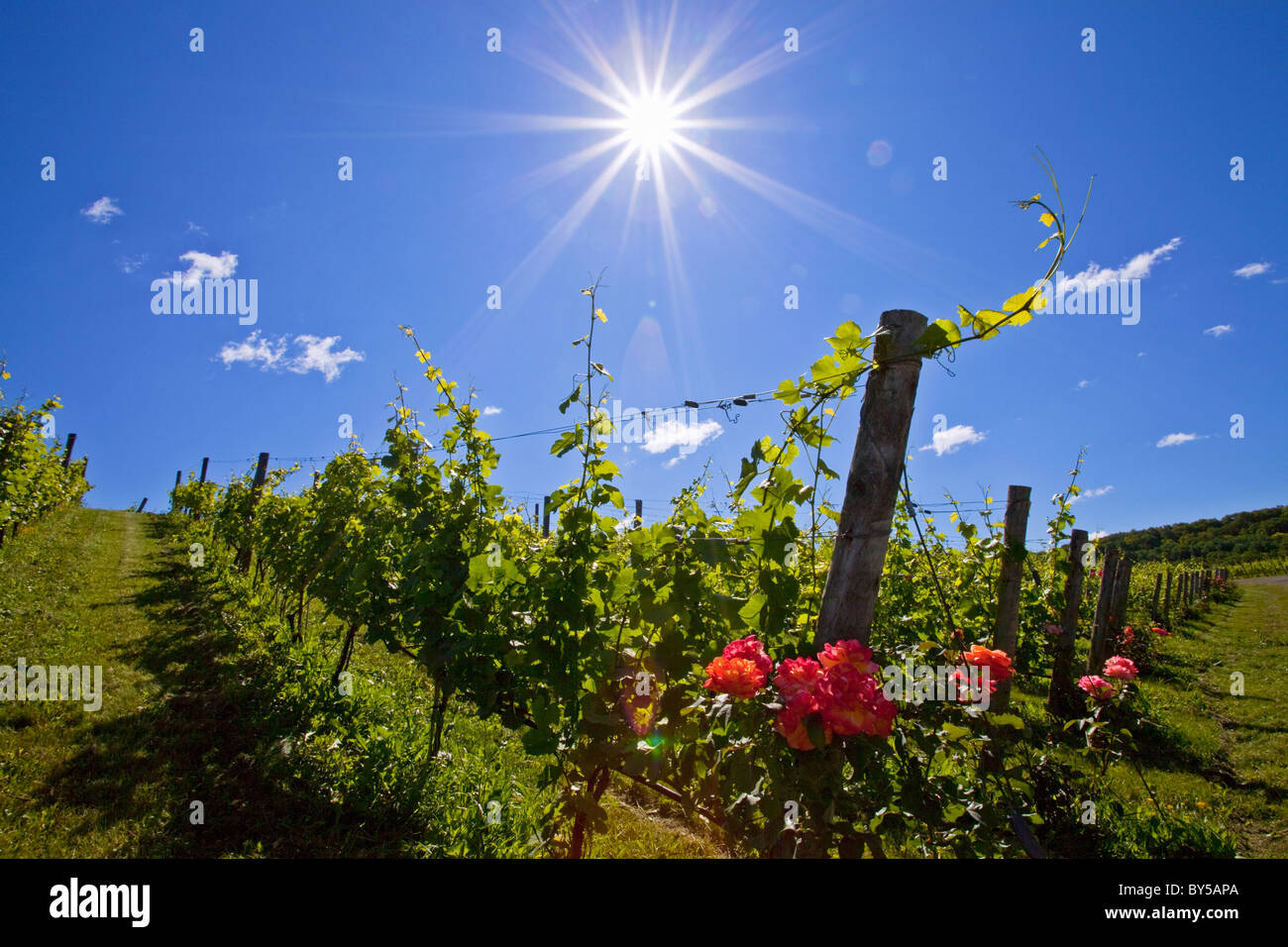 Kanada, Ontario, Issum, niagararegion, Trauben Weinbergen mit Rosen gepflanzt am Kopf Zeilen Stockfoto