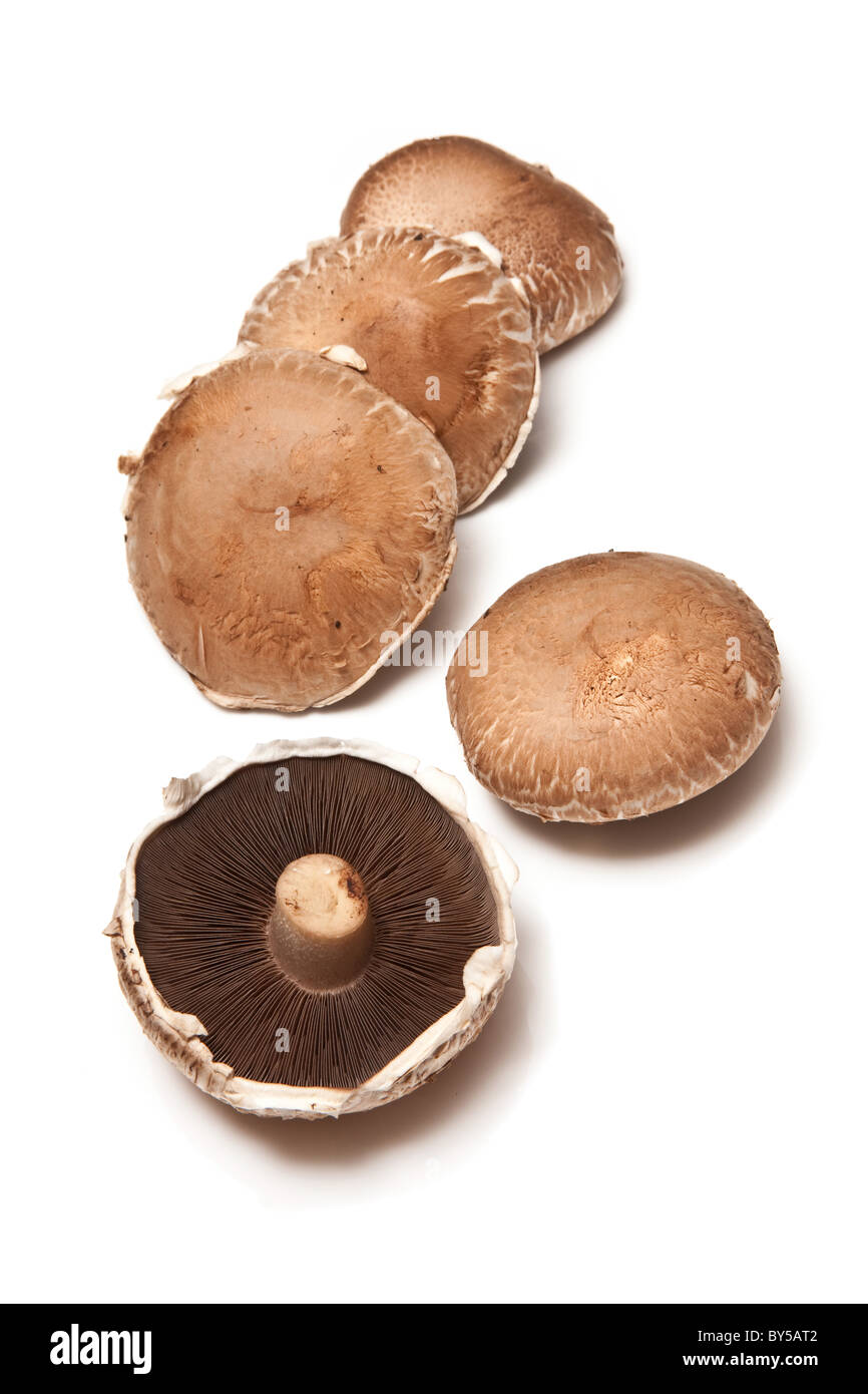 Portobello-Pilze isoliert auf einem weißen Studio-Hintergrund. Stockfoto