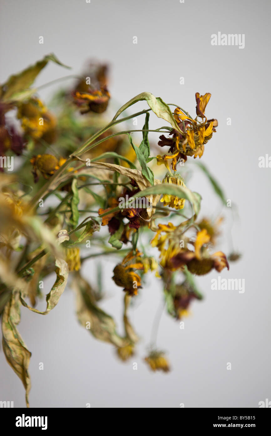 Tote Blumen Stockfoto