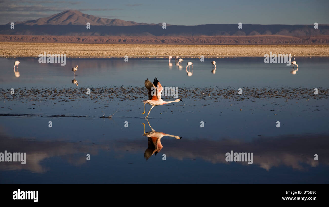 Flamingos an einem Salzsee Salar de Atacama, Atacamawüste, Chile Stockfoto
